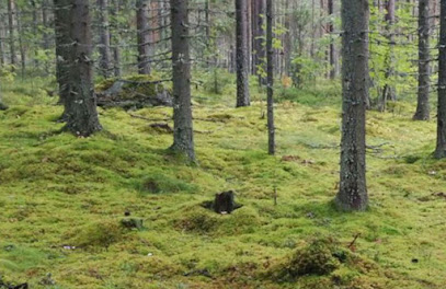 Psykoterapeutti Minna Ruth-Roivainen kaupungissa Jyvaskyla